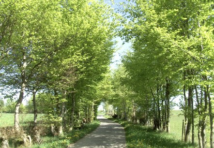 Flurhecken, © Gemeinde Simmerath G. Scheidt Flurhecken, © Gemeinde Simmerath G. Scheidt