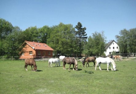 Unsere Pferde Unsere Pferde