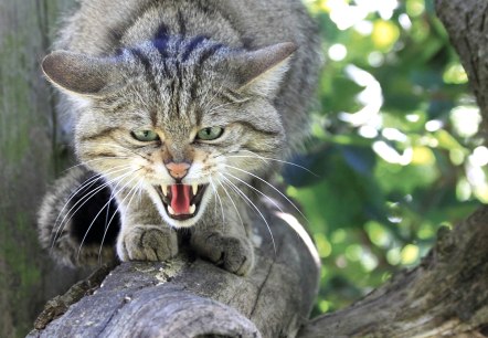 Wildkatze Wildkatze