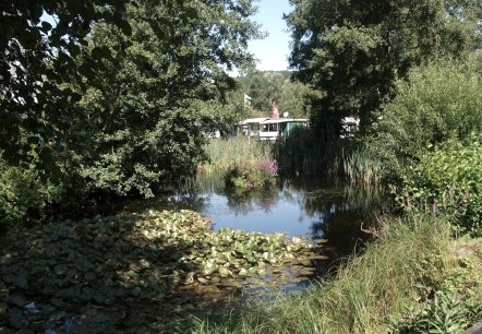 Teich am Campingplatz, © Campingplatz Felsenblick Teich am Campingplatz, © Campingplatz Felsenblick