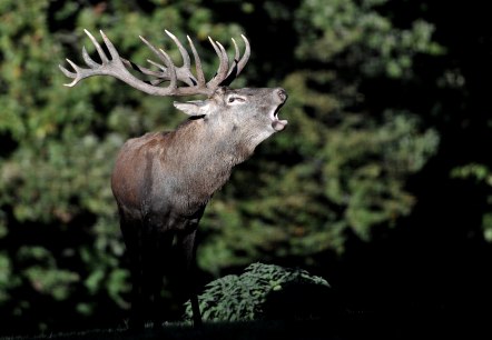 Wildpark Schmidt, © Wildpark Schmidt Wildpark Schmidt, © Wildpark Schmidt
