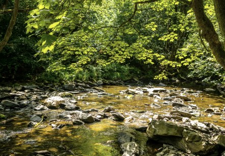 Die Rur bei Dreistegen, © Eifel-Tourismus GmbH, Dominik Ketz Die Rur bei Dreistegen, © Eifel-Tourismus GmbH, Dominik Ketz