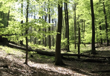 01-02-01-0090_t-geschwind, © Nationalpark Eifel T. Geschwind 01-02-01-0090_t-geschwind, © Nationalpark Eifel T. Geschwind