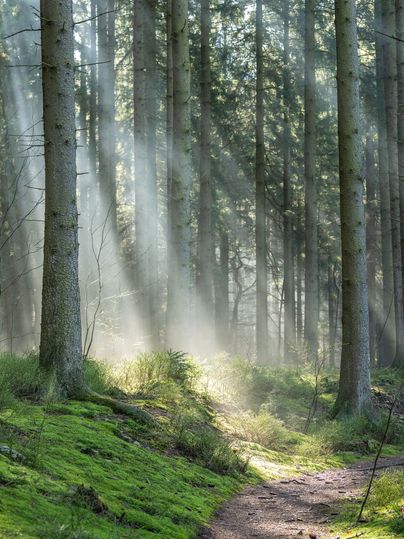 Ein schmaler Pfad führt durch einen dichten Nadelwald. Sonnenstrahlen fallen durch die Bäume und beleuchten moosigen Boden und Sträucher.