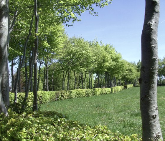 Route des haies : Randonnée le long des haies de hêtres, © Monschauer Land/G. Scheidt
