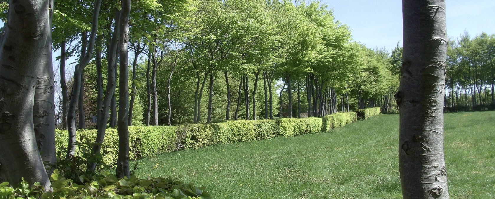 Sentier de randonnée "Heckenlandroute" : se promener le long des haies de hêtres, © Monschauer Land/G. Scheidt