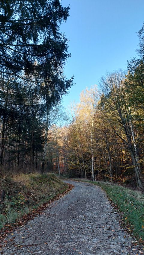 Ein malerischer Waldweg mit buntem Herbstlaub und klarem Himmel. Die Bäume stehen dicht beieinander und schaffen eine ruhige Atmosphäre.