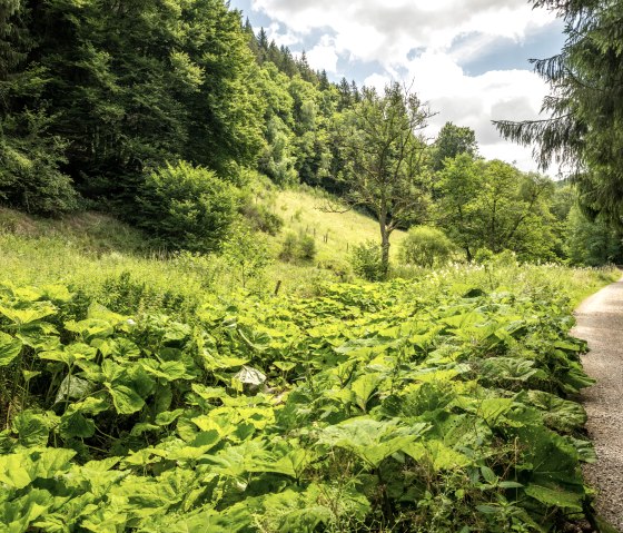 Hiking trail through a forest clearing., © Eifel Tourismus GmbH, Dominik Ketz