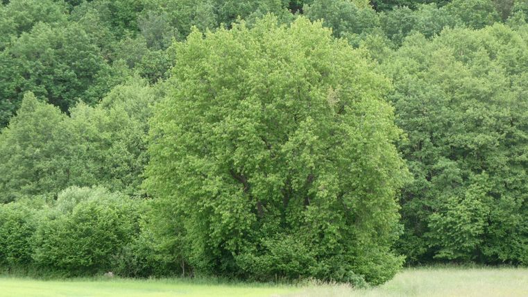 Ein großer, grüner Baum steht in einer Wiese. Im Hintergrund sieht man einen dichten Wald aus vielen Bäumen.