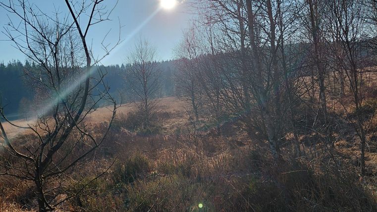 Ein sonniger Tag in der Natur mit vereinzelten Bäumen und trockenem Gras. Der Himmel ist klar und blau.