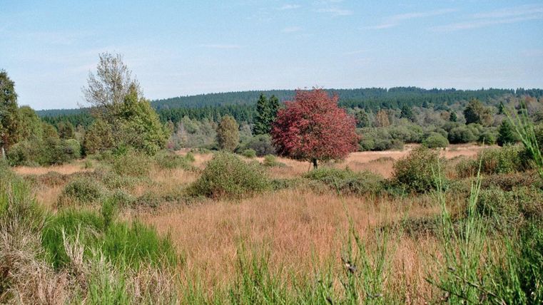 Eine weitläufige Landschaft mit hohen Gräsern und Bäumen. In der Mitte steht ein roter Baum vor einem klaren blauen Himmel.