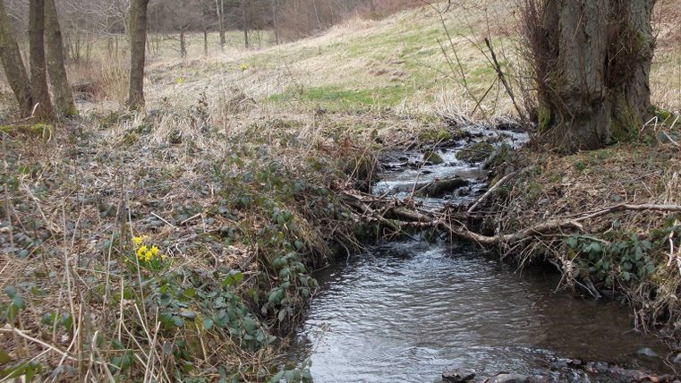 Ein kleiner Bach fließt durch eine natürliche Landschaft mit Bäumen und Wiese. Im Hintergrund sind sanfte Hügel sichtbar.