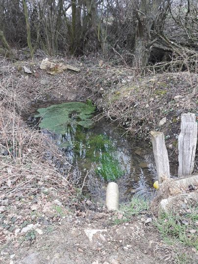Un petit ruisseau avec de l'eau verte et des algues. Les rives sont bordées de branches sèches et d'herbe.