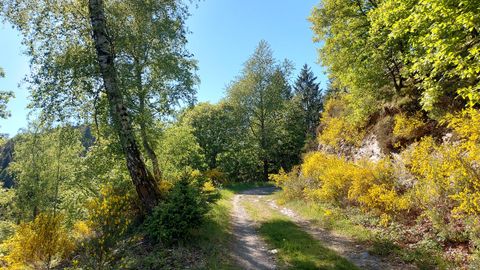 Ein malerischer Weg umgeben von grünen Bäumen und bunten Sträuchern. Die Sonne scheint an einem klaren, blauen Himmel.