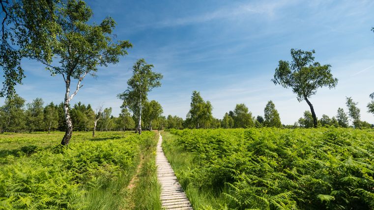Ein Steg in der Natur der Struffeltroute im Sommer