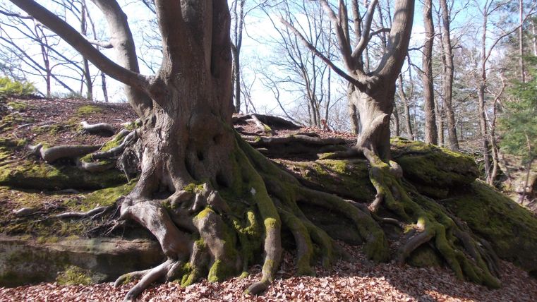 Ein Wald mit großen Bäumen und verwachsenen Wurzeln. Der Boden ist mit braunen Blättern bedeckt.