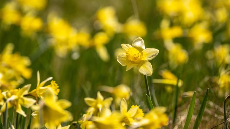 Ein Feld voller gelber Narzissen blüht im Sonnenlicht. Die Blumen strahlen Frühlingsfreude aus und verleihen der Landschaft Farbe.