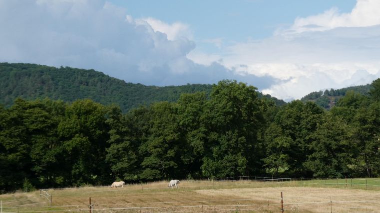 A picturesque landscape with gentle hills and green forests. In the foreground, a few sheep can be seen on a dry meadow.