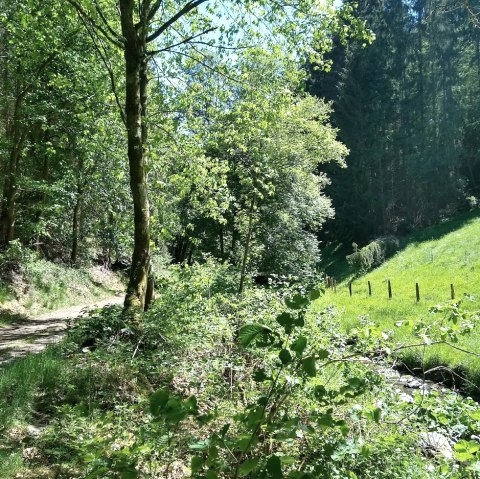 Tiefenbachdal in de lente, © Gemeinde Simmerath