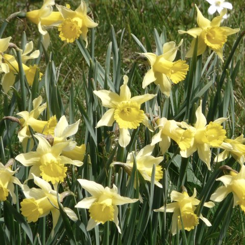 Narcissen in de Perlenbachvallei, © Monschau-Touristik