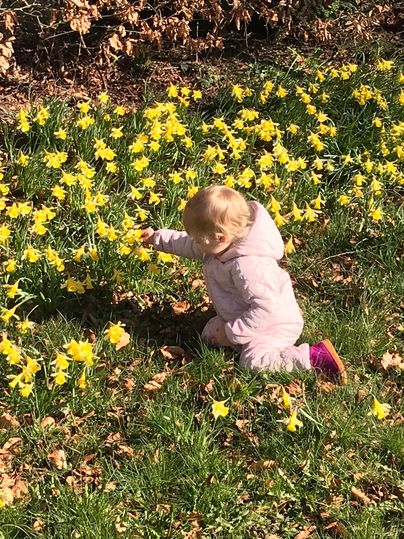 Ein kleines Kind kniet in einem Feld mit gelben Narzissen. Es schaut neugierig auf die Blumen.