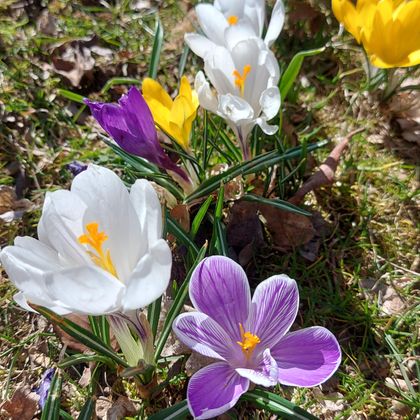 Bunte Krokusse blühen auf einer Wiese. Die Blumen sind in Weiß, Gelb und Lila und bringen Farbe in die Landschaft.