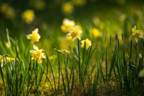 Eine Wiese mit vielen gelben Narzissen blüht im Sonnenlicht. Die frischen Blumen stehen zwischen grünem Gras.
