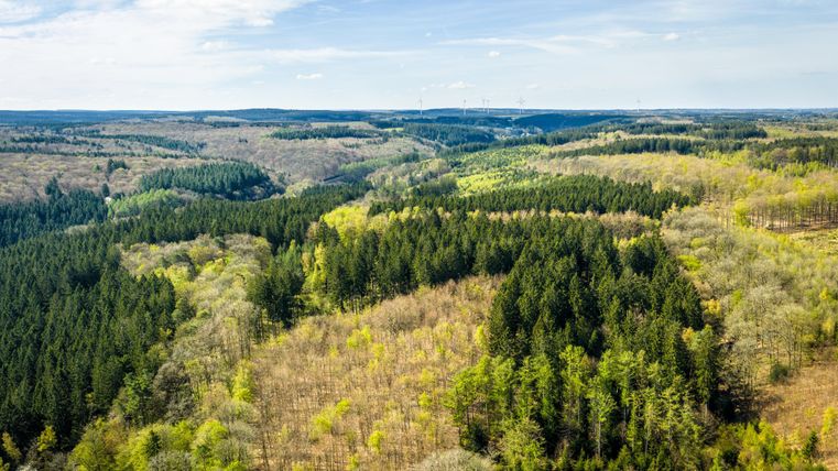 Un vaste paysage vert avec des collines douces et différentes espèces d'arbres. Le ciel est clair et bleu, idéal pour les amoureux de la nature.