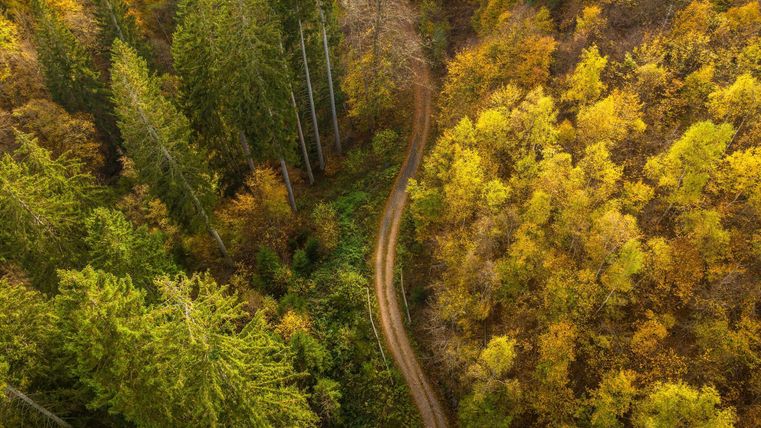 Ein malerischer Wald mit bunten Laubbäumen und einer kurvigen Straße. Die Farben der Blätter variieren von Grün bis Goldgelb.