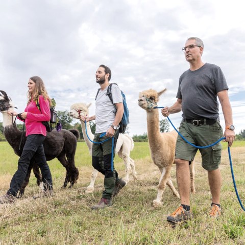 Randonnée alpaga et lama, © Eifel Tourismus GmbH, AR - shapefruit AG