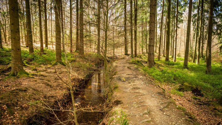 Een rustige bosweg met hoge bomen en groene vegetatie. Een kleine beek stroomt langs het pad.