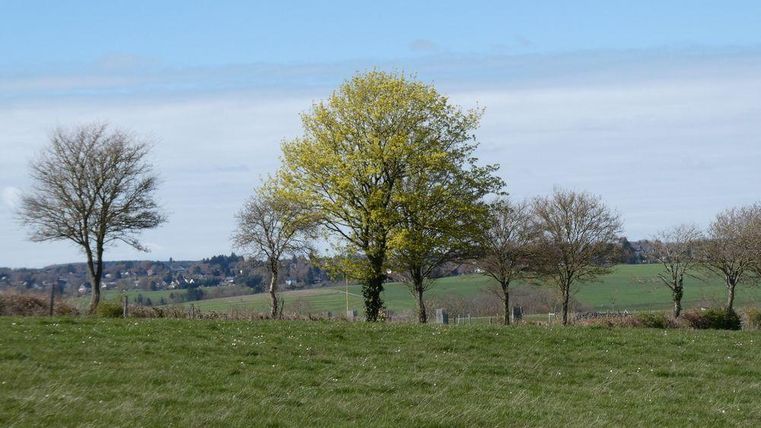 Eine grüne Wiese mit mehreren Bäumen im Hintergrund. Die Sonne scheint und der Himmel ist blau mit wenigen Wolken.