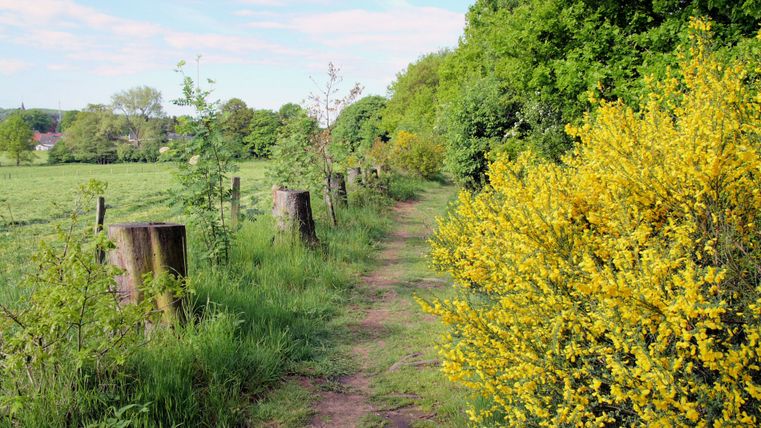 Un sentier de randonnée avec des fleurs jaunes et des arbres verts le long d'un champ.