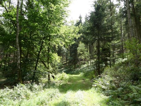 Ein ruhiger Waldweg umgeben von hohen Bäumen und üppigem Grün. Das Licht scheint sanft durch die Zweige.