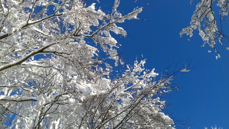 Ein klarer blauer Himmel mit schneebedeckten Ästen. Die Bäume sind voller Schnee und strahlen eine friedliche Winteratmosphäre aus.