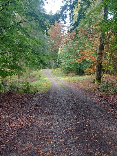 Un chemin forestier pittoresque, entouré d'arbres aux feuilles colorées. Le chemin serpente doucement à travers la nature.