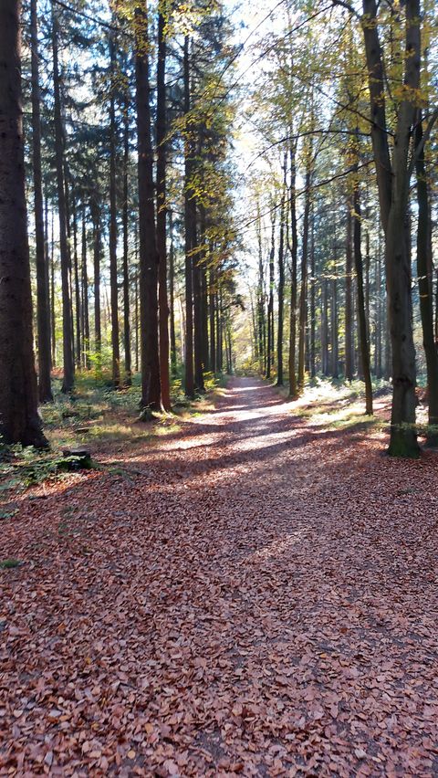 A quiet forest path, surrounded by tall trees. The ground is covered with colorful autumn leaves.