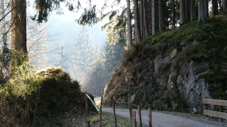 Ein schmaler Weg führt durch einen bewaldeten Bereich mit hohen Bäumen. Die Atmosphäre ist ruhig und mystisch, mit sanftem Licht, das durch die Bäume fällt.
