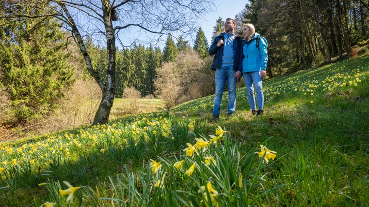 Ein Paar wandert auf einem Weg mit blühenden Narzissen, umgeben von Bäumen.