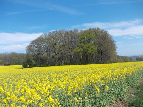 Ein weites Feld voller gelber Rapsblüten erstreckt sich unter einem blauen Himmel. Im Hintergrund ist ein Wald mit Laubbäumen sichtbar.