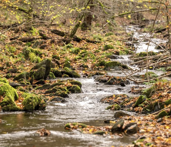 Sentier 75 - Püngelbach, © Eifel Tourismus GmbH, Dominik Ketz