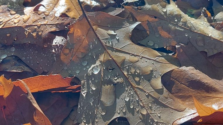 Damp leaves on the ground, sparkling from rain or dew. An autumn landscape with various brown and orange leaves.