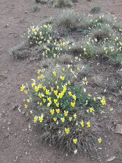 Ein Feld mit gelben Blumen, das sich auf kargem Boden erstreckt. Die Pflanzen stehen in Gruppen zwischen trockenem Gras.