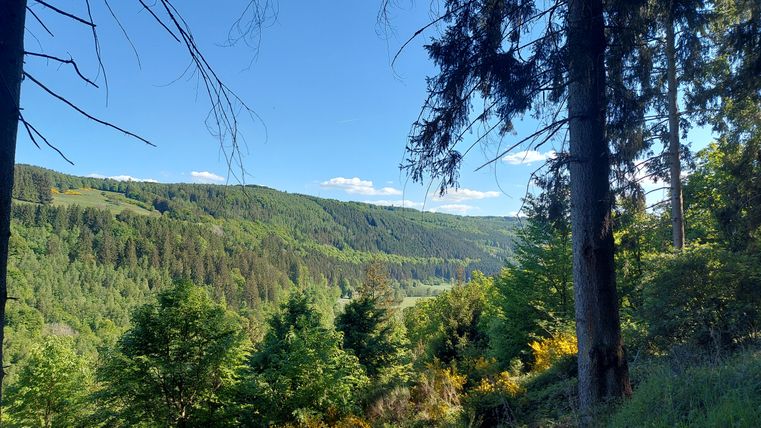 A picturesque landscape with green trees and gentle hills. The sky is clear and blue, perfect for a view of nature.
