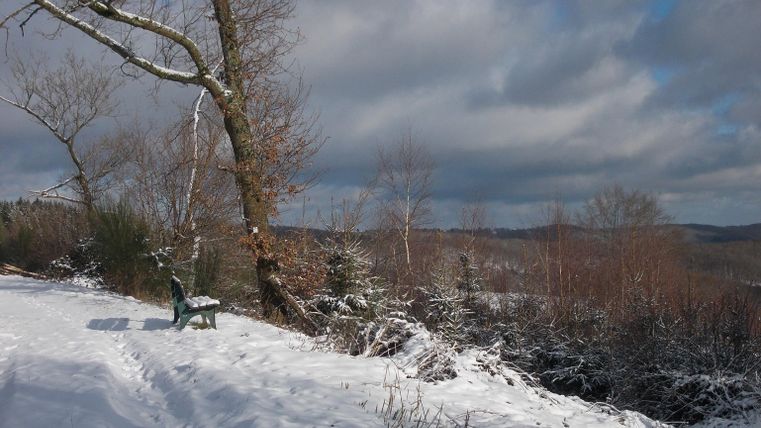 Eine verschneite Landschaft mit kahlen Bäumen und einem bewölkten Himmel. Im Vordergrund steht eine grüne Bank.