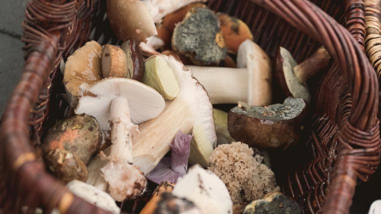 Ein Korb voller pilzartiger Formen und Farben. Die gesammelten Pilze wirken frisch und vielfältig.