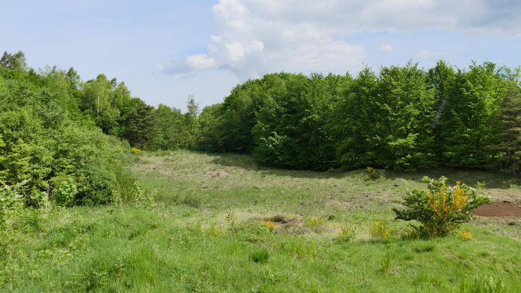 Une prairie verte entourée d'arbres. Le ciel est clair avec quelques nuages.