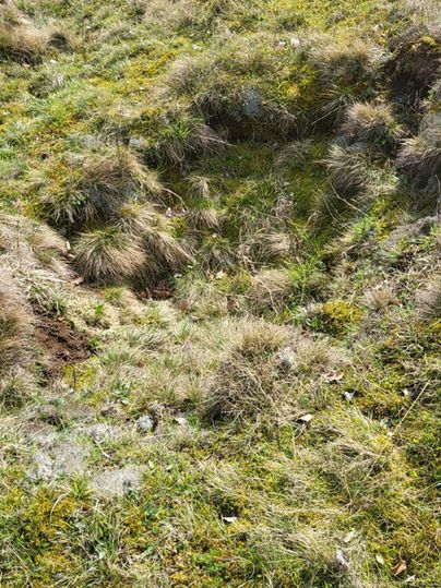 Ein unebener Untergrund mit Gras und kleinen Erhebungen. Stellenweise ist der Boden sichtbar und zeigt verschiedene Erdtexturen.