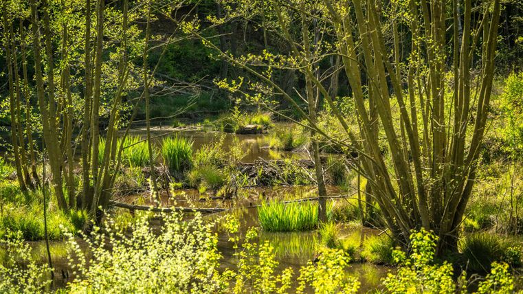 A tranquil pond surrounded by green plants and trees. The sunlight creates a peaceful atmosphere.
