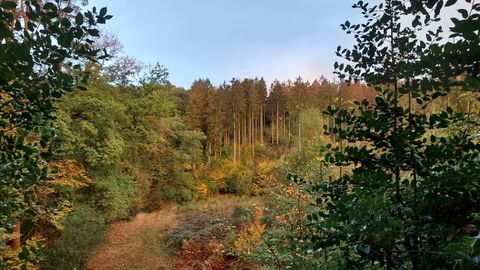Ein schöner Wald mit buntem Herbstlaub und hochgewachsenen Bäumen. Der Himmel ist klar und die Natur wirkt friedlich.